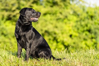 Portrait of a Labrador dog sitting on a green meadow