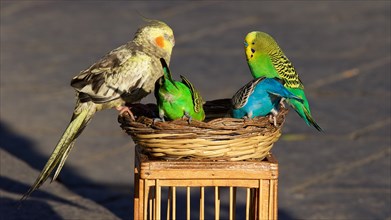 Four budgies in basket