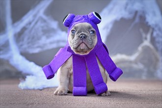 Cute French Bulldog puppy wearing a cute purple Halloween octopus dog costume with big eyes and tentacles in front of gray wall with cobwebs