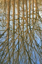 Reflection of deciduous trees on the water surface