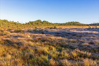 Bog landscape with frost on the ground on a sunny autumn morning