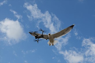 Seagull attacks drone