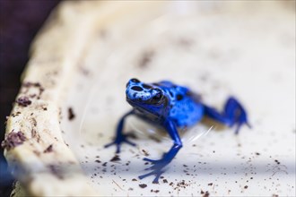 Close-up Blue Woodcreeper Frog