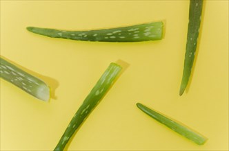 Aloe vera yellow background