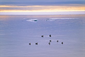 Flock with Northern Fulmar in a seascape view on the sea at Nordic light