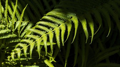 Tropical fern leaves with shadows