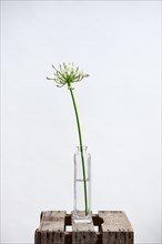 Blooming white decorative lily in vase against a white background