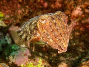 Cuttlefish Sepia officinalis 1f common cuttlefish