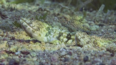 Close up of pair of Slender Lizardfish or Gracile lizardfish