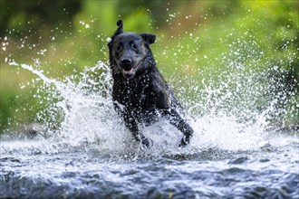 Labrador dog running through river Rems