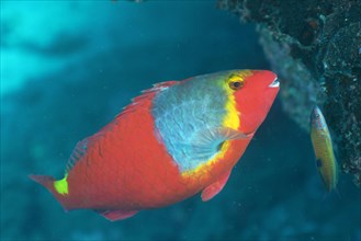 Mediterranean parrotfish