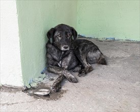 Sad dog waiting shelter be adopted by someone