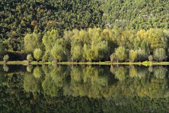 Forest on the river Crnojevic near Rijeka Crnojevica