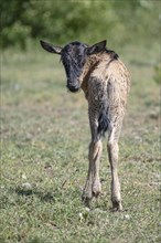 Wildebeest
