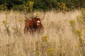 Galloway Highland cattle on pasture