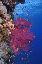 Klunzinger's Tree Coral