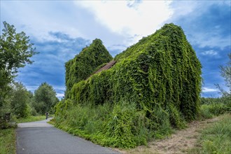 House overgrown with wild vines in the Spreewald near Luebben