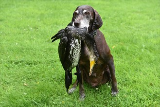 Hunting dog with great cormorant