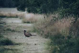 Pheasant