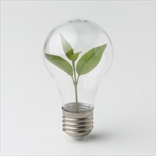 Small plant inside light bulb