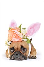 Cute easter bunny French Bulldog dog lying on floor dressed up with peony and roses flower rabbit ears headband costume