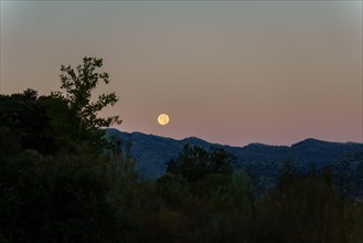 Full moon at dawn rising between the mountains in a pine forest