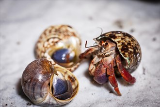 Close-up of a hermit crab in a snail shell