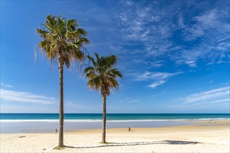 Palm trees on the beach of Conil de la Frontera