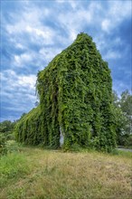 House overgrown with wild vines in the Spreewald near Luebben