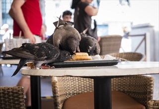 Pigeons eating a sandwich left by humans on the terrace of a restaurant