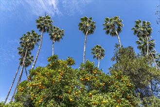 Oranges and palm trees in Maria Luisa Park