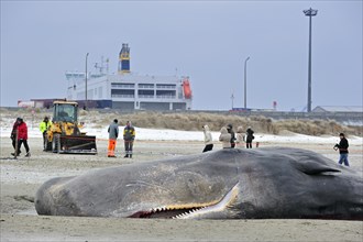 Stranded sperm whale