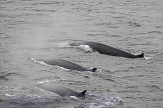 Three fin whales