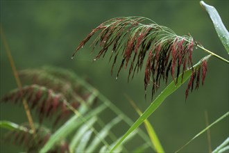 Common reeds