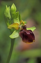 Early spider-orchid