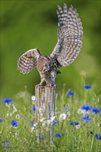 Ringed little owl