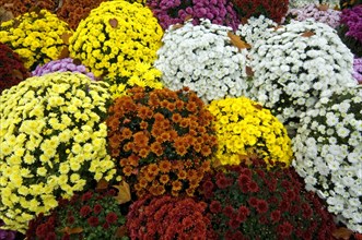 Colourful bouquets of Chrysanthemums in different colours at cemetery