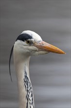 Grey heron