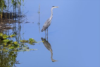 Reflection of grey heron