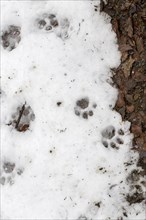 Footprints of Eurasian lynx