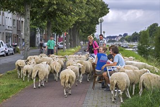Shepherd herding flock of sheep along street to graze grass from steep canal banks in the city Ghent