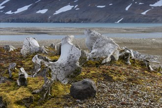 Discarded bones of bowhead whale