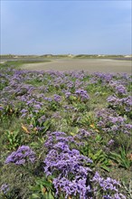 Sea lavender