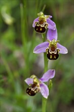Bee orchids