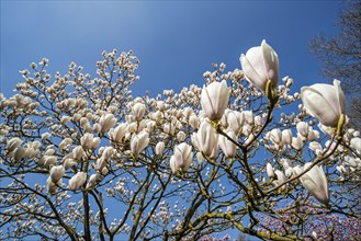 Flowering Magnolia Gresham GG11 showing white flowers in spring