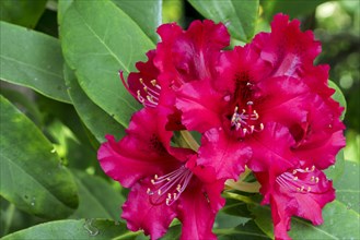 Rhododendron Windlesham Scarlet