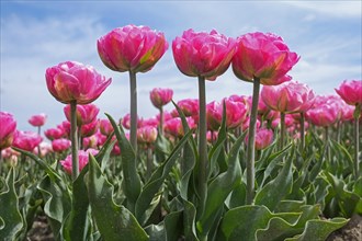 Worm's eye view over pink tulips in Dutch tulip field in spring at the Flevopolder