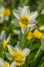 Close-up of the white daffodil cultivar
