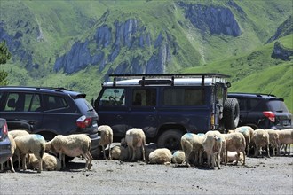 Flock of sheep seeking shadow behind vehicles on car park at the Col du Soulor