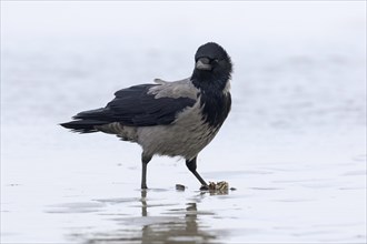 Northern European hooded crow